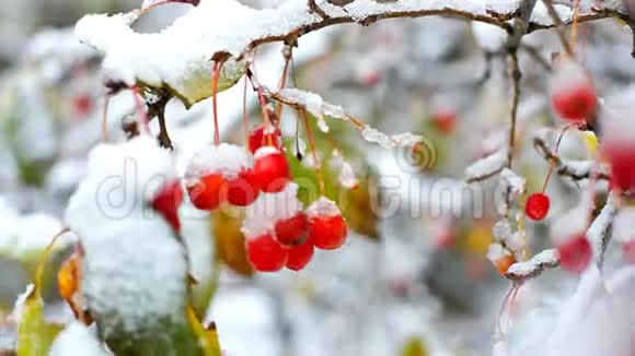 冬天风摇滚树莓覆盖着雪视频的预览图