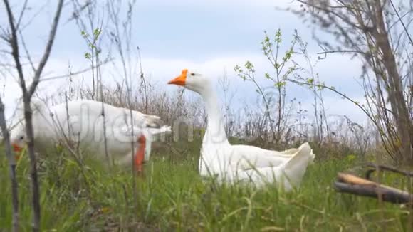 鹅在草地上吃草视频的预览图