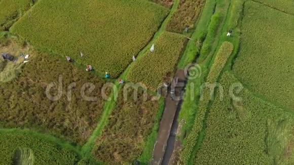 空中拍摄的一群农民沿着一条大稻田中间的小路移动水稻作物概念视频的预览图