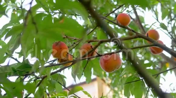 成熟的桃子挂在桃树上的树枝上水果农场背景有成熟的果实和绿叶视频的预览图