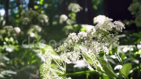 花林太阳植物视频的预览图
