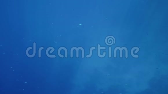 美丽的4k镜头热带鱼浅滩在海水中游泳阳光照射视频的预览图