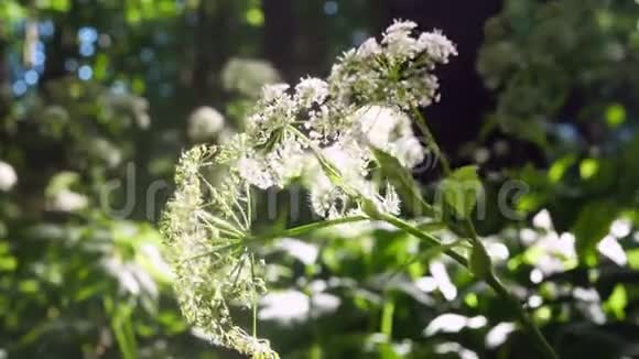 花林太阳植物视频的预览图