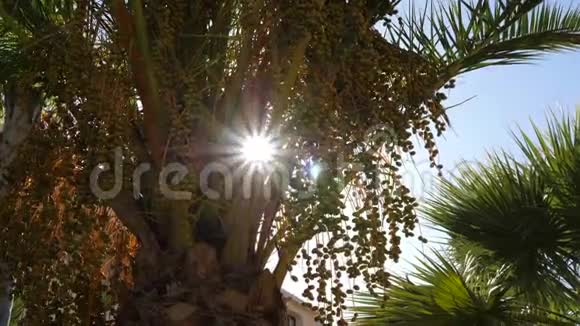 阳光穿过棕榈树上的叶子和种子热带背景视频的预览图