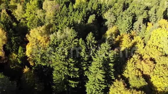 用松树飞过秋天的森林视频的预览图