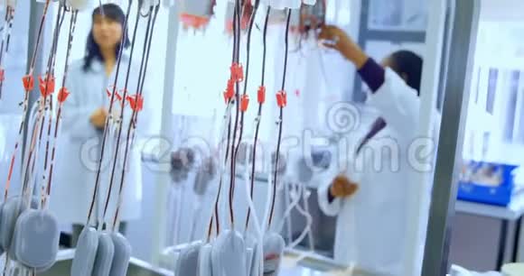 实验室技术人员分析血袋4k视频的预览图
