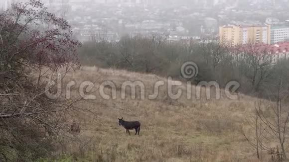 秋天的风景和城市背景下草地上的小毛驴视频的预览图