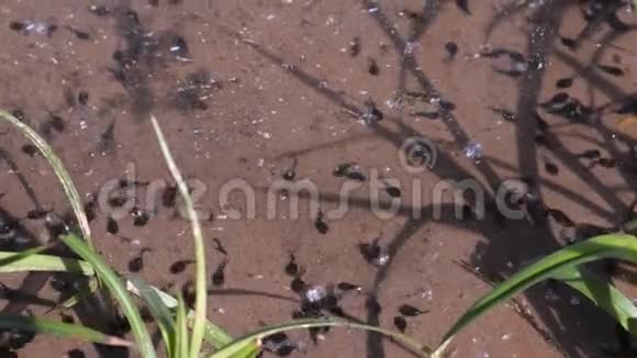 许多小的黑色蝌蚪在浅水池塘游泳发育的早期阶段视频的预览图