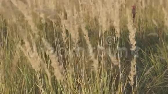 黄草沼泽地的黄草在风中摇摇晃晃视频的预览图