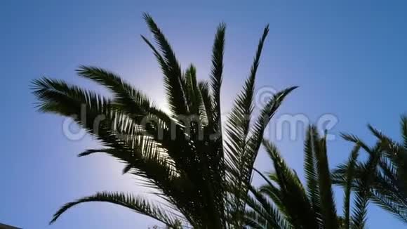 热带棕榈树叶片剪影天空中有太阳耀斑视频的预览图