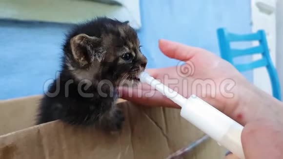 年轻女子用一种特殊的注射器工具喂一只无家可归的小猫帮小饿猫吃视频的预览图