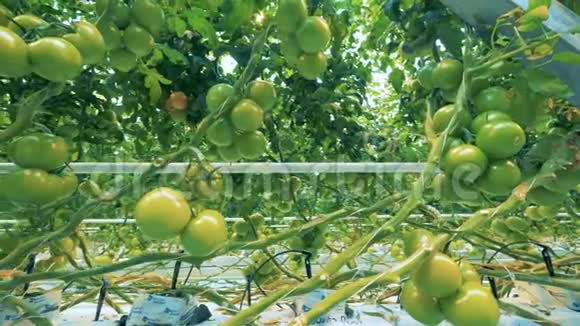 新鲜的西红柿生长在工业温室的树枝上视频的预览图