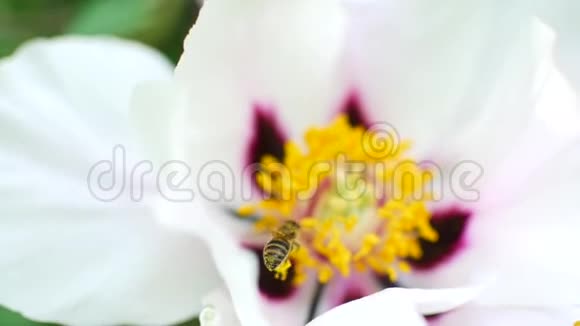 蜜蜂给白花授粉收获蜂蜜的季节视频的预览图