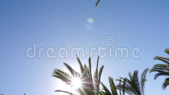 蓝天上有太阳耀斑的棕榈树从低角度旋转视频的预览图