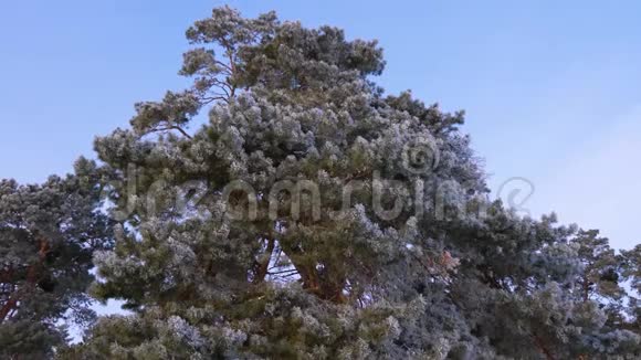 冬天的森林里高大的松树覆盖着白色的霜霜在蓝天上视频的预览图