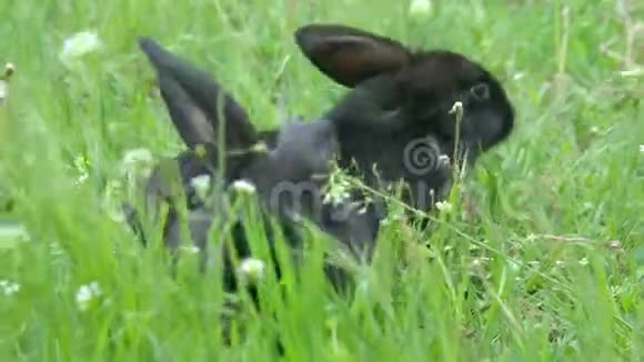 黑兔在树桩附近的草地上吃草视频的预览图