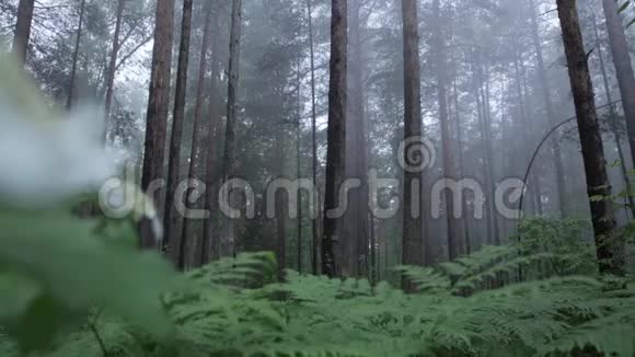 斯卡里福格森林的树木静态场景神秘的松树林视频的预览图