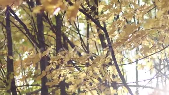 抽象背景秋枫叶上早午餐视频的预览图