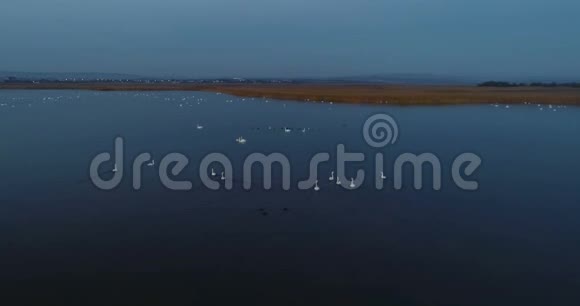 白天鹅在黑暗的夜晚在池塘里游泳秋天美丽的空中镜头视频的预览图