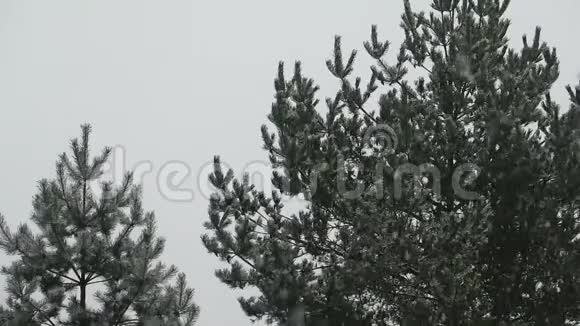 下雪的天气和两棵松树视频的预览图
