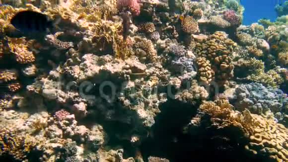 彩色珊瑚礁海底照明器及热带鱼群4k视频视频的预览图