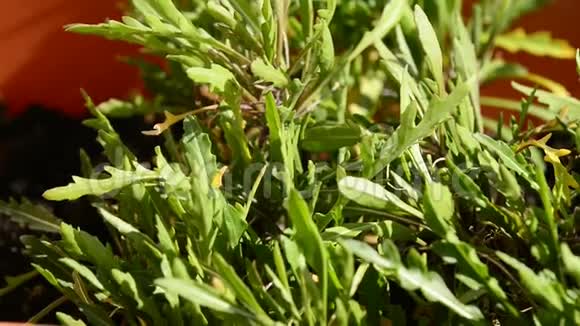 布鲁日春天的年轻植物视频的预览图