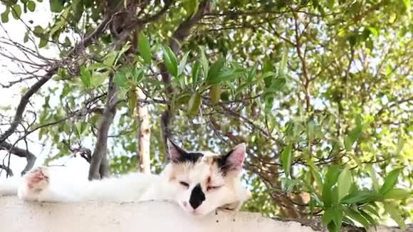 一只睡在花园墙上的可爱猫的倾斜镜头视频的预览图