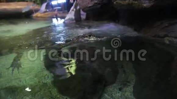 在水面上的水族馆里的鳄鱼小孩视频的预览图