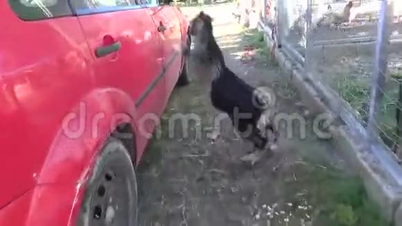 山羊坐在车上1视频的预览图
