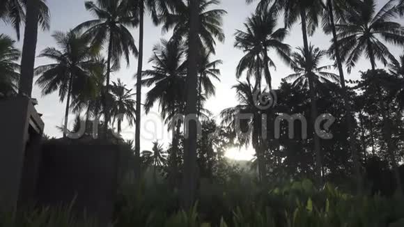 热带海岸有棕榈树林的日出视频的预览图