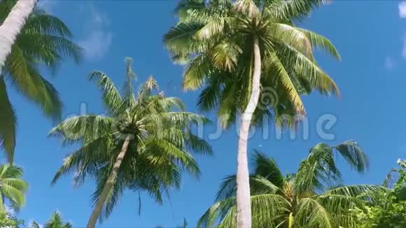 天堂般的棕榈树阳光透过树叶照耀视频的预览图