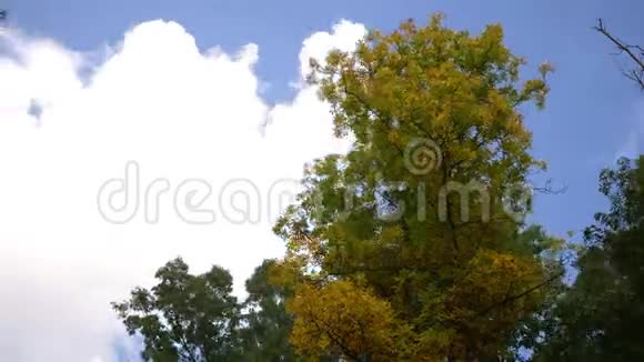 秋天的森林系列秋天的时候一被一棵树冲成黄色视频的预览图