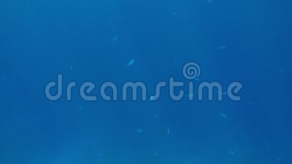 美丽的4k镜头热带鱼浅滩在海水中游泳阳光照射视频的预览图