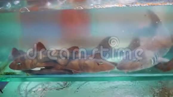 街道食品市场水族馆里的鲨鱼亚洲传统菜肴海鲜视频的预览图