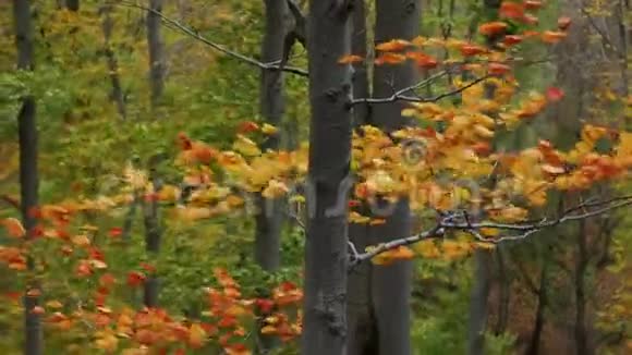 秋风中的秋叶视频的预览图