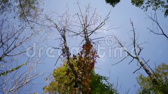 秋季森林系列初秋在风中摇曳的一棵树的时间流逝视频的预览图