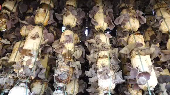 越南拉姆省达拉特市顿杜贡区的有机犹太人耳黑木耳农场视频的预览图