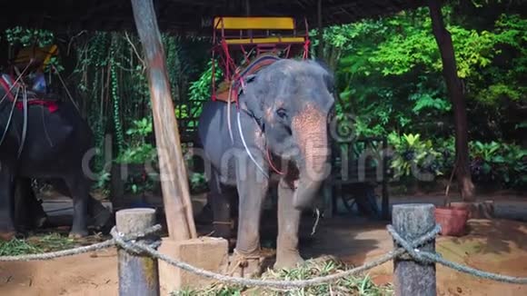 大象带游客去兜风视频的预览图