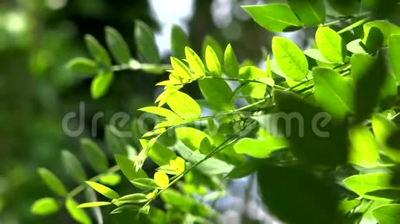 合欢树叶绿背景与太阳自然新鲜视频的预览图