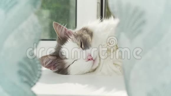 困猫在窗台上醒来视频的预览图