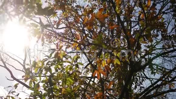 秋天森林系列一个美丽的灌木轻轻摇曳在风与电影镜头耀斑视频的预览图