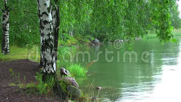 湖边的桦树视频的预览图