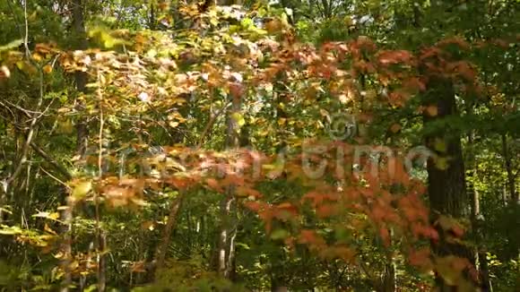 秋天森林系列一株美丽的灌木在风中轻轻摇曳有烧焦的橙色叶子视频的预览图