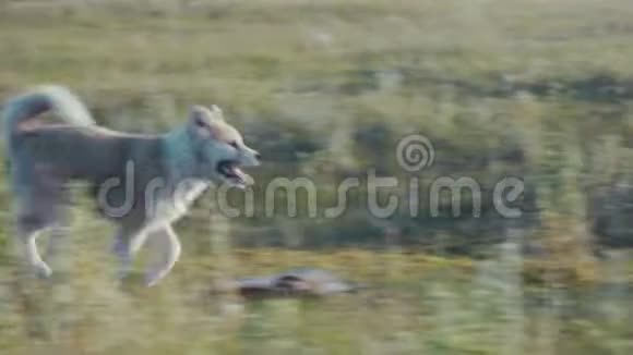小狗在草地上奔跑视频的预览图