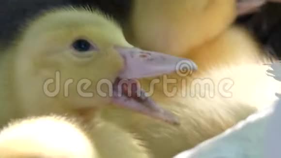 小鸭喙黄色的幼鸭视频的预览图