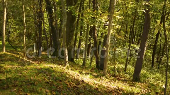秋季森林系列初秋在山坡上的叶子视频的预览图