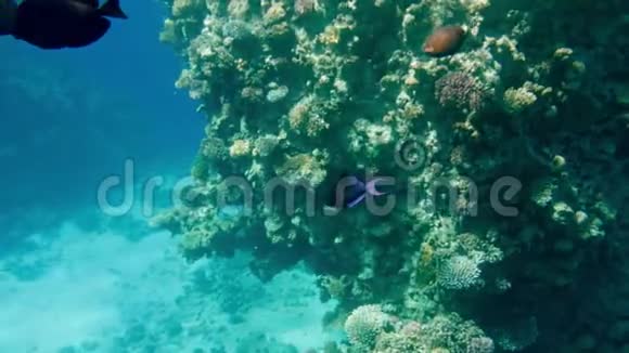 水下4K惊人的水下生物围绕珊瑚虫美丽的红海海景视频的预览图