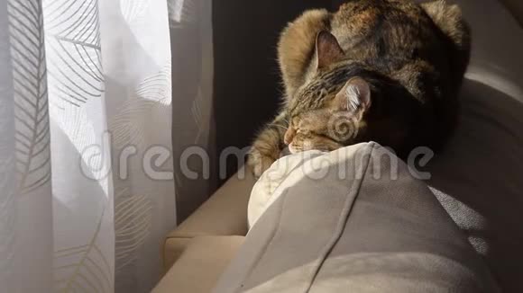 欧洲品种猫在阳光下舒适地睡在沙发上视频的预览图