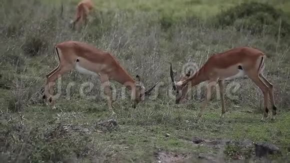 瞪羚在热带草原上打架视频的预览图