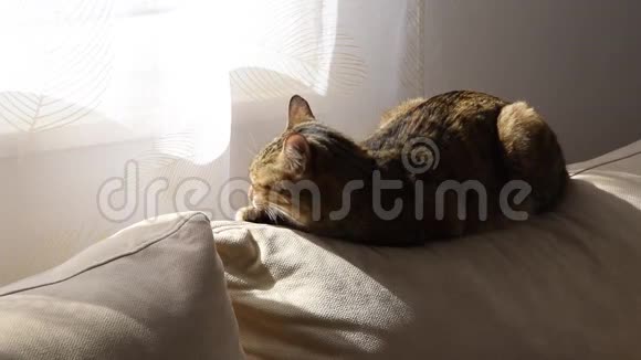 欧洲品种猫在阳光下舒适地睡在沙发上视频的预览图
